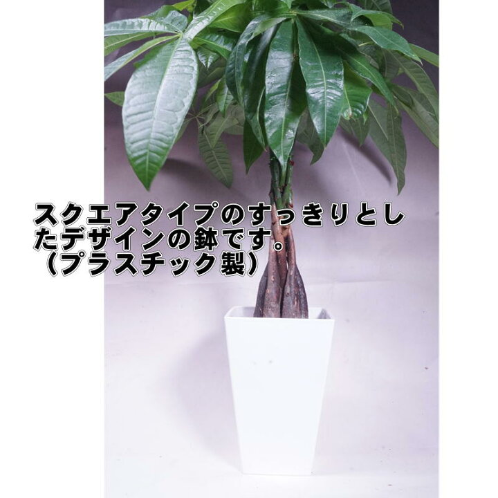 楽天市場 観葉植物 パキラ パキラ鉢 観葉植物 ねじり仕立て 鉢植え 観葉植物 おしゃれ パキラ 販売 通販 種類 インテリア 卓上ミニサイズ 小型 祝 新築 プレゼント ラッピング人気のパキラ 観葉植物 オフィス 育てやすい 発財樹 新築祝 引越祝 移転祝 ギフト 贈り物 誕生