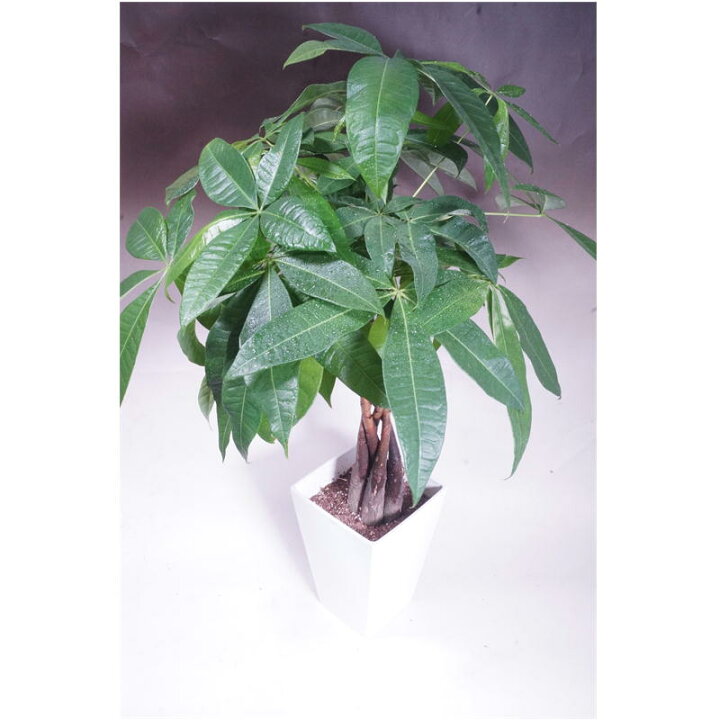 楽天市場 観葉植物 パキラ パキラ鉢 観葉植物 ねじり仕立て 鉢植え 観葉植物 おしゃれ パキラ 販売 通販 種類 インテリア 卓上ミニサイズ 小型 祝 新築 プレゼント ラッピング人気のパキラ 観葉植物 オフィス 育てやすい 発財樹 新築祝 引越祝 移転祝 ギフト 贈り物 誕生