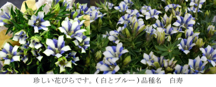 楽天市場 長寿祝 リンドウ 白寿 鉢植え ギフト リンドウ鉢 季節のお花 敬老の日 珍しい 花鉢 長寿を願うお花 21 りんどう 長寿のお祝い 人気 プレゼント 敬老 お花ギフト おばあちゃん おじいちゃん ギフト お礼 和風 賀寿祝 白寿 三本松フラワー