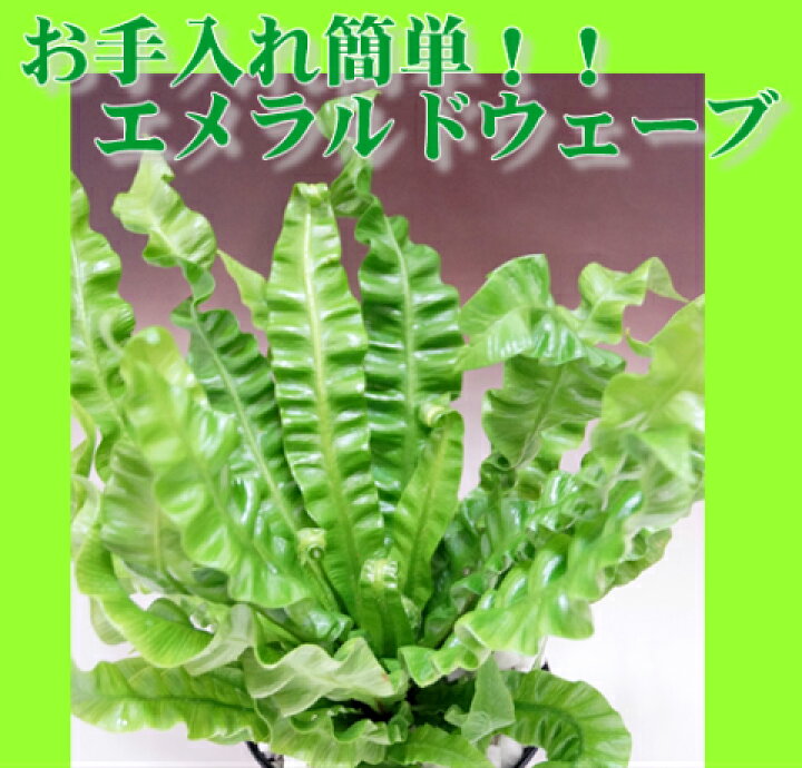 楽天市場 観葉植物 エメラルドウエーブ 人気のスタイリッシュ４号鉢 事務所移転祝い 新築祝い 引越祝い 誕生日祝い お祝い ミニ テーブルの上に 珍しい植物 丈夫 お手入れ簡単 育てやすい植物 グリーン 葉っぱ 緑 スタイリッシュ 小鉢 水やり とにかく