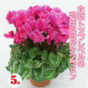 【シクラメン】生産地限定 手間を惜しまない シクラメン 鉢5号鉢 全国トップクラスのシクラメン大臣賞生産地 福岡県 高品質 シクラメン 鉢植え 季節の花鉢 ギフト 花鉢 鉢花 お歳暮 正月 花 プレゼント 九州 ギフト 福岡県産 シクラメン 選べる 春まで咲き続ける 通販