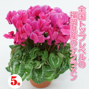 yVNzYn Ԃɂ܂Ȃ VN 5 SgbvNX̃VNbܐYn  i VN A G߂̉Ԕ Mtg Ԕ  Ε  