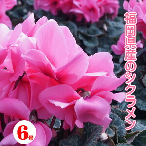 6yVNz SgbvNX̃VNb܎Yn ybsOzi VN  Ԕ G߂̉Ԕ A Mtg Ε   v[g B VN