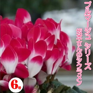 6 v}[WV[Y  yVNz ō VN  ō NXVN v}[W v}[WsN b܎Yn ̃VN A B Mtg Ε 