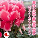 6号鉢【シクラメン】最高賞 受賞生産地の 匠のシクラメン【ラッピング無料】 ギフト 花もち 色が良い 選べる 正月 花 プレゼント 九州 ギフト 福岡県 大臣賞産地 お歳暮 農林水産大臣賞受賞生産者 坂本植物園の坂本さんのシクラメン 鉢花 手間を惜しまない シクラメン 鉢植え