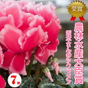 7号 鉢【シクラメン】 最高賞 シクラメン 鉢花 手間を惜しまない【ラッピング無料】7号鉢 プレミアムサイズ 受賞生産地 匠のシクラメン 鉢【贈答】九州 ギフト 選べる お歳暮 正月 花 プレゼント 福岡県 大臣賞産地 農林水産大臣賞受賞生産者 坂本植物園坂本さんのシクラメン