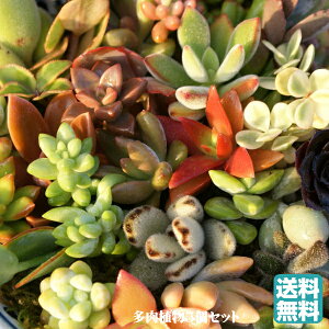 多肉植物 苗 セット 観葉植物の人気商品 通販 価格比較 価格 Com