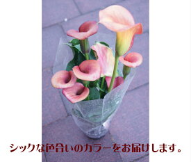 楽天市場 カラー 花の通販
