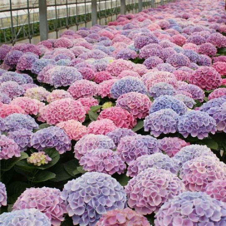 楽天市場 母の日 ピンクアジサイ シーアン 西安 虹色アジサイ 秋色 西安 シーアン 秋まで長く楽しめる秋色 虹色 アジサイ 紫陽花 ランキング入賞 有名産地 鉢植え 珍しい花 花鉢 お花 ギフト 母 両親 女性 限定 花 ママ 祖母 希少 Gift 長持ちする花 あじさい 色