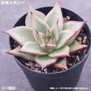 AyG{j[zyCeA@~jO[ϗt z7.5cm|bg10ZbgƓwł ~jϗt  ~j@^jNVNuc