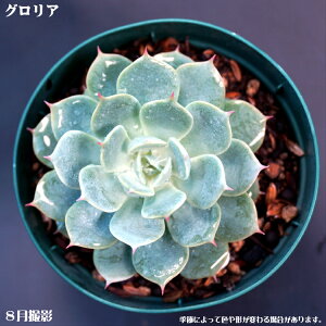 AyOAzGPxAyCeA@~jO[ϗt z7.5cm|bg10ZbgƓwł@~jϗt@@~j@^jNVNuc pXeO[̗t