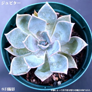 AyWs^[zyCeA@~jO[ϗt z(@A@̔)A  ϗtA CeAO[ 񂹐A ϗtA A 7.5cm|bg10ZbgƓw