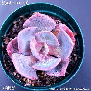 Ay_XL[[YzGPxAyCeA@~jO[ϗt z(@A@̔)A  CeAO[ 񂹐A ϗtA A 7.5cm|bg10ZbgƓ