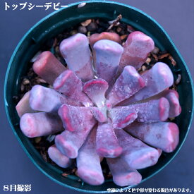 楽天市場 多肉植物 デビーの通販