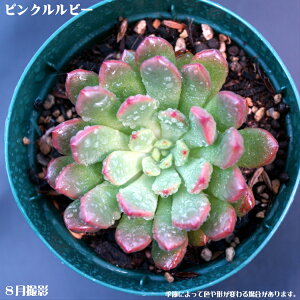 AysNr[zyCeA@~jO[ϗt z(@A@̔)A  ϗtA CeAO[ 񂹐A ϗtA A 7.5cm|bg10ZbgƓ