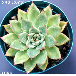 AyNX}XCuzGPxAyCeA@~jO[ϗt z7.5cm|bg10ZbgƓwł ~jϗt  ~j@^jNVNuc@HΐF̗t