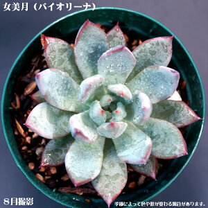 AyzGPxAyCeA@~jO[ϗt z(@A@̔)A  ϗtA CeAO[ 񂹐A ϗtA A 7.5cm|bg10Zbg