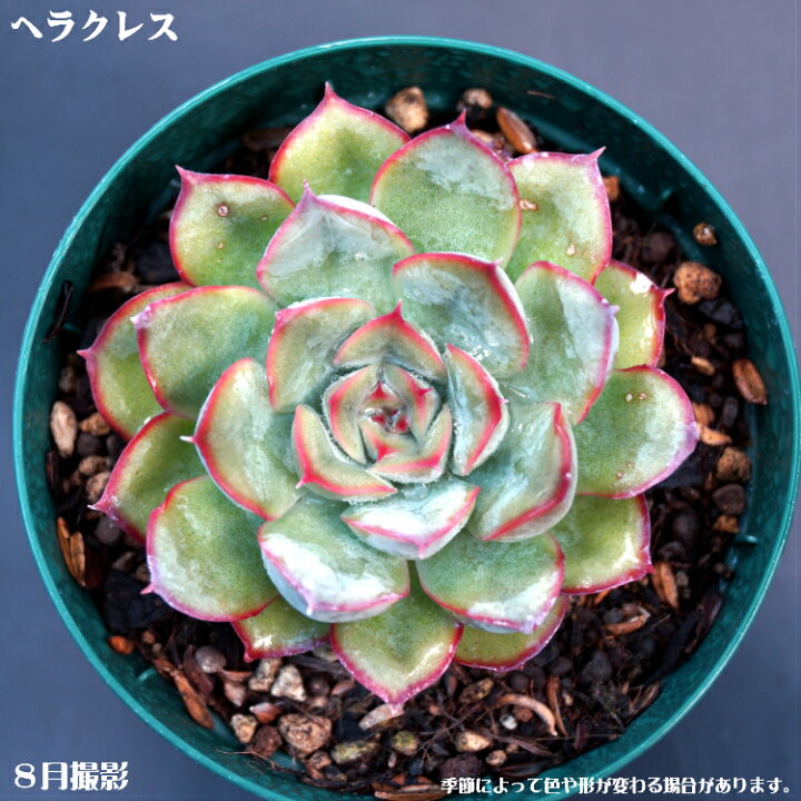 楽天市場】多肉植物【ヘラクレス】エケベリア属【インテリア ミニ 