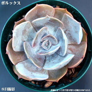 Ay{bNXzGPxA@yCeA@~jO[ϗt z(@A@̔)A  ϗtA CeAO[ ϗtA A 7.5cm|bg10ZbgƓ