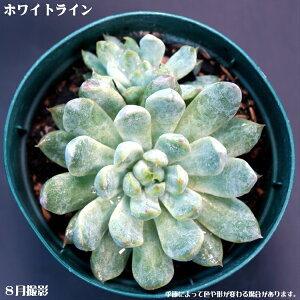 AyzCgCzGPxAyCeA@~jO[ϗt z(@A@̔)A  ϗtA CeAO[ ϗtA A 7.5cm|bg10ZbgƓ