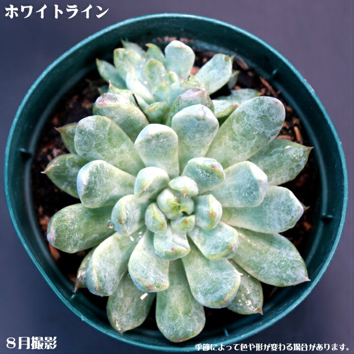 楽天市場】多肉植物【ホワイトライン】エケベリア属【インテリア ミニ 
