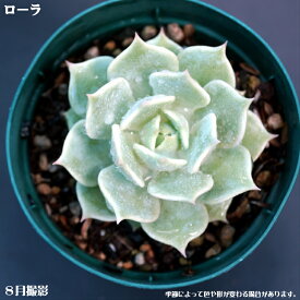 楽天市場 多肉植物 ローラの通販