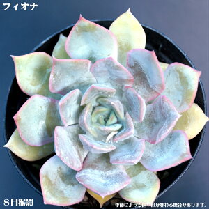 AytBIizGPxAsIiyCeA@~jO[ϗt z7.5cm|bg10ZbgƓwł@񂹐A ~j  c@ϗtA@@@