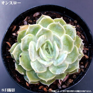 AyIX[zGPxA IX[ IXE yCeA@~jO[ϗt z7.5cm|bg10ZbgƓwł@񂹐A ~j  c@ϗtA