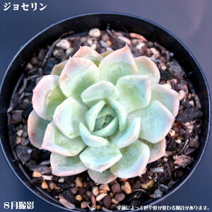 AyWZzGPxAyCeA@~jO[ϗt z7.5cm|bg10ZbgƓwł@񂹐A ~j  c@ϗtA@@@~j