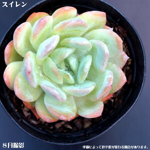 観葉植物 セット 多肉植物の通販 価格比較 価格 Com