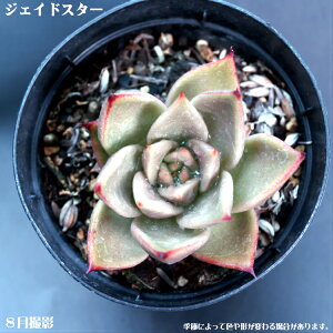 AyWFChX^[zyCeA@~jO[ϗt z7.5cm|bg10ZbgƓwł ~jϗt  ~j@^jNVNuc