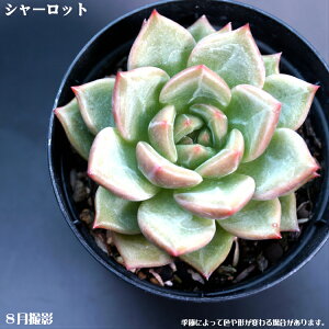 AyV[bgzyCeA@~jO[ϗt z7.5cm|bg10ZbgƓwł  ~jϗt@^jNVNuc