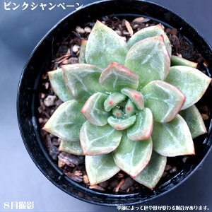 AysNVy[zyCeA@~jO[ϗt z7.5cm|bg10ZbgƓwł@~jϗt@ 񂹐A ~j  c@ϗtA@@