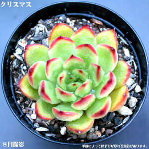 AyNX}XzGPxA AK{CfX yCeA@~jO[ϗt z7.5cm|bg10ZbgƓwł@~j@~jϗt@@^jNVNuc