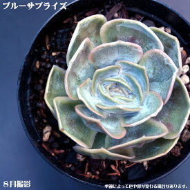 楽天市場 ブルー 多肉植物の通販 楽天市場 ブルー 多肉植物の通販