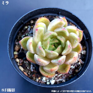 Ay~zGPxA Echeveria Mira@yCeA@~jO[ϗt z7.5cm|bg10ZbgƓwł ~jϗt  ~j@^jNVNuc@ô悤ȃ[