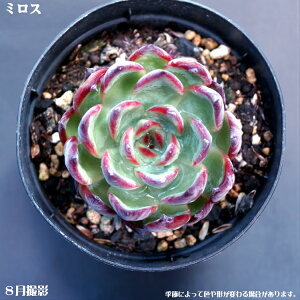 Ay~XzGPxAyCeA@~jO[ϗt z7.5cm|bg10ZbgƓwł ~jϗt ~j @^jNVNuc@GPxA@ϗtA@