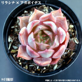 楽天市場 多肉植物 リラシナの通販