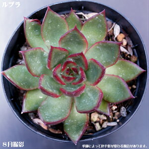 AyuzGPxAyCeA@~jO[ϗt z7.5cm|bg10ZbgƓwł@~j@@~jϗt@^jNVNuc ՂƂtH