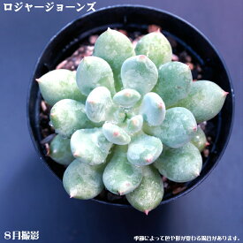 楽天市場 ピンク色 多肉 観葉植物 花 観葉植物 花 ガーデン Diyの通販