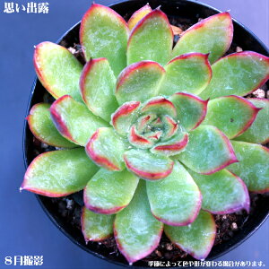 AyvoIz GPxAyCeA@~jO[ϗt z7.5cm|bg10ZbgƓwł@~j@~jϗt@@^jNVNuc@IȃtH