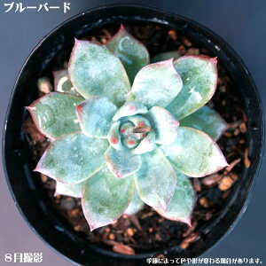 Ayu[o[hzGPxAyCeA@~jO[ϗt z7.5cm|bg10ZbgƓwł ~jϗt ~j @^jNVNuc@IuWF̂悤Ɍ|