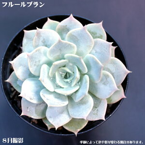 Ayt[uzGPxAyCeA@~jO[ϗt z7.5cm|bg10ZbgƓwł@@~j@~jϗt@^jNVNuc@IuWF̂