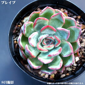 楽天市場 多肉植物 購入の通販