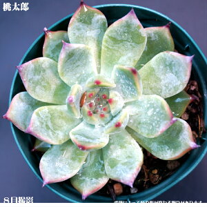 AyYzGPxAyCeA@~jO[ϗt z(@A@̔)A  ϗtA CeAO[ 7.5cm|bg10ZbgƓwł  ~