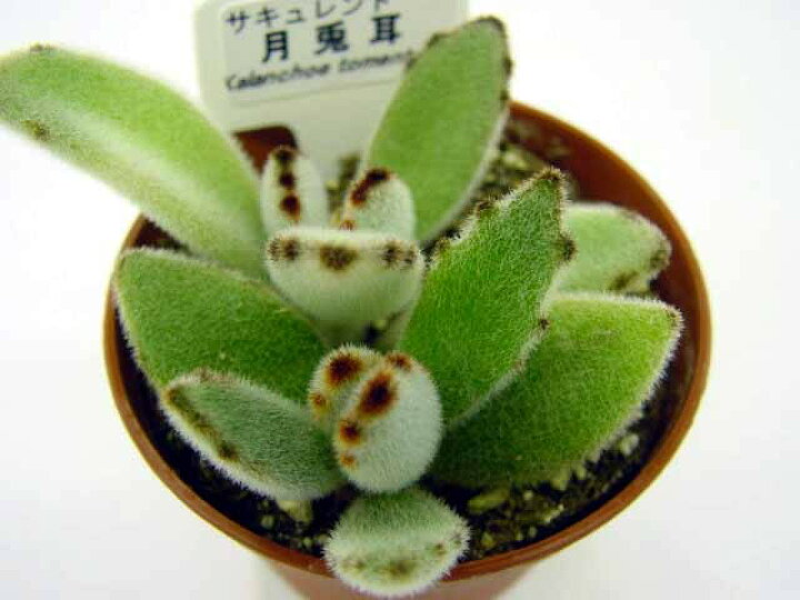 楽天市場 多肉植物 月兎児 多肉 植物 販売 ツキトジ 月兎耳 ウサギの耳 多肉 観葉植物 インテリアグリーン 寄せ植えに 5個セット 10個セットと同時ご購入でお得送料無料 送料無料 まとめ買いがお得 ミニ観葉 寄せ植えに ミニ おしゃれ 観葉植物 卓上 小さい ミニ