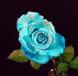 楽天市場 スタイルで選ぶ 薔薇 本数指定でバラ ブルーローズ 青薔薇 アイスブルー 三本松フラワー