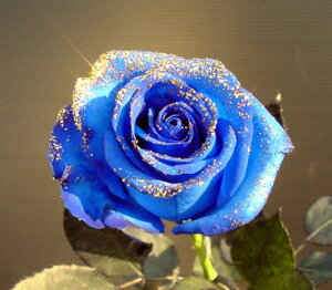 txfu[o 1{y{wŃu[oԑzo ԑ i ̔ 1{ (TvCY)oiKNjԌ́EEs\/L蓾Ȃ/ _̏j/ yazy