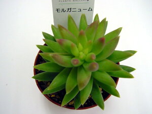 A@Kj[yCeA@~jO[ϗt z(@A@̔) KjAi CeAO[ 񂹐A ϗtA Z_ 7.5cm|bg10ZbgƓwł