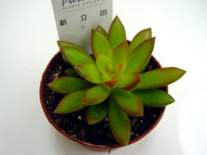 A@Vc Z_yCeA@~jO[ϗt z(@A@̔)V^c^ TCY}@CG[[  ϗtA CeAO[ 񂹐A Z_ 7.5cm|